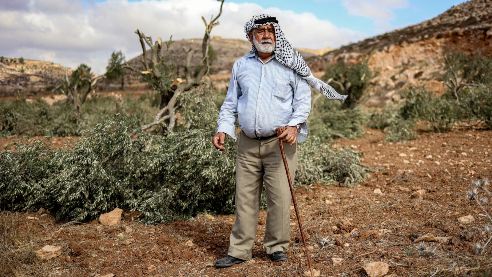 المزارع الفلسطيني محمد سليمان، يتفقد أشجار الزيتون التي قطعها المستوطنون الإسرائيليون في بستانه على مشارف قرية أبو فلاح، 6 تشرين الأول 2025 (AFP)